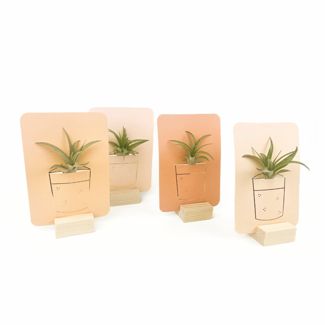 Wenskaart met daarin een levend plantje in verschillende kleuren om cadeau te geven.